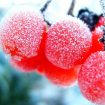 Frutas e Legumes Congelados Diminuem os Seus Nutrientes?
