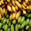 Dieta da Banana. Imagem: (Divulgação)