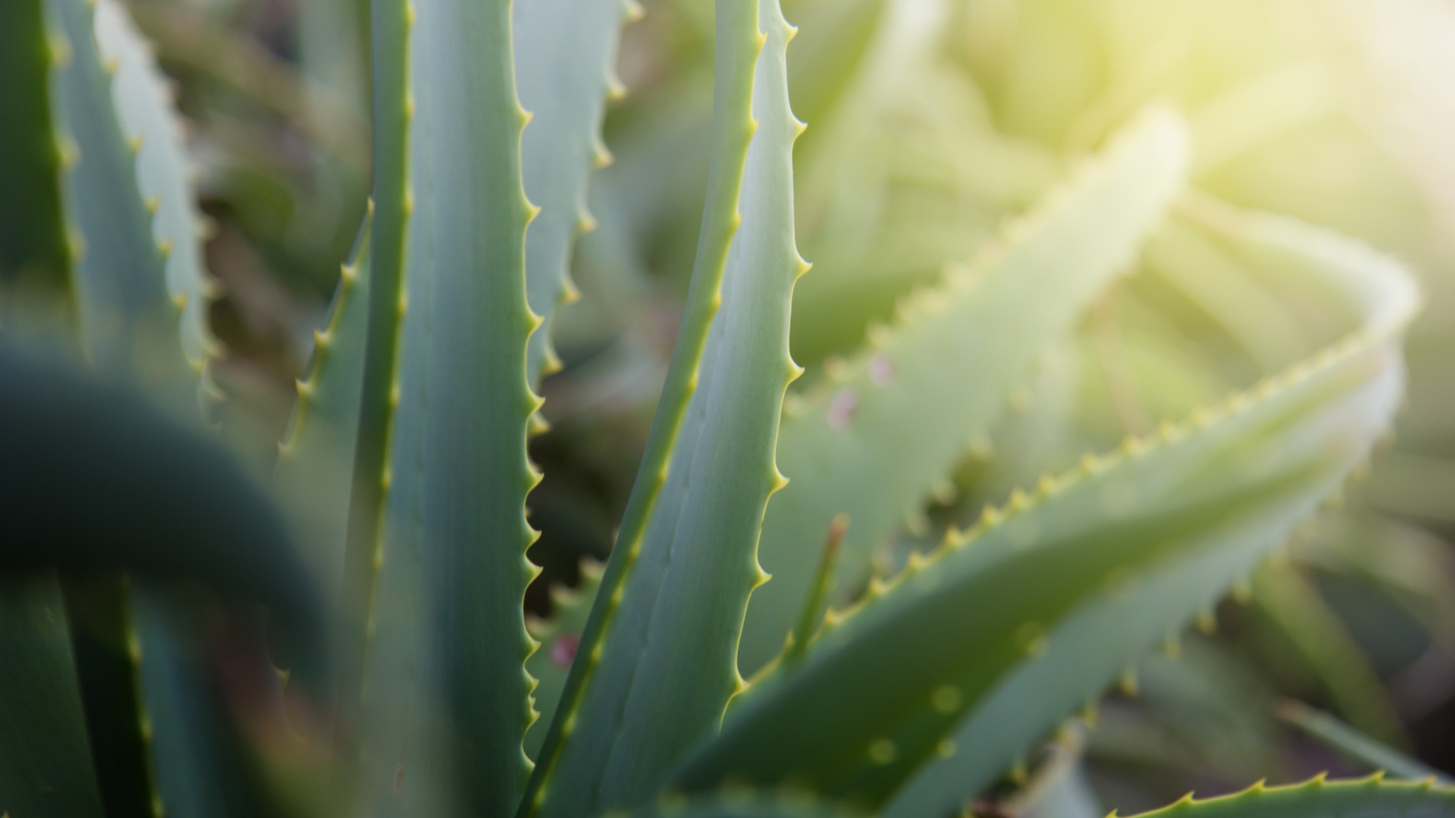 Aloe Vera planta – como usar a babosa para beneficiar sua saúde