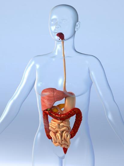 Sistema Digestivo – O que você precisa saber?