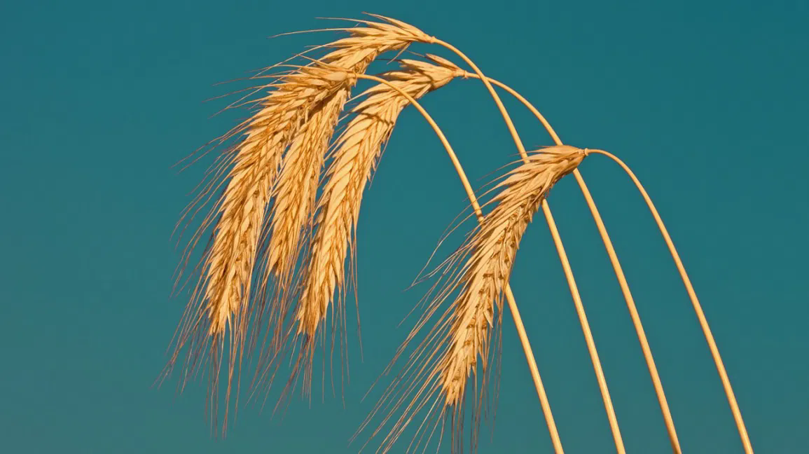 Sem trigo: Como adotar uma alimentação livre de trigo